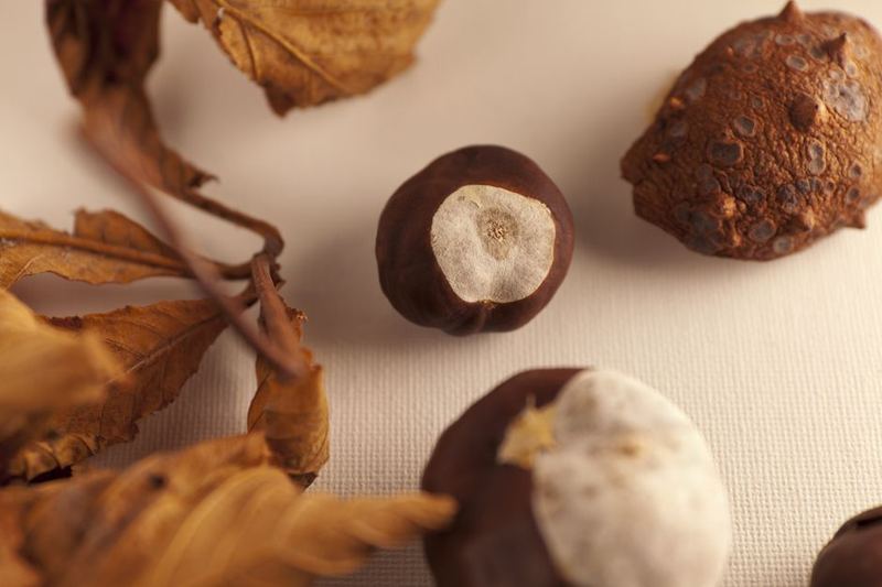Chestnut and Dark Chocolate Torte